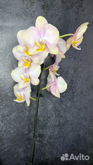 Орхидея фаленопсис Спаркс
