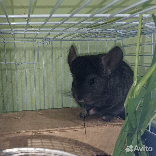 Малыши шиншиллы ищут хозяина