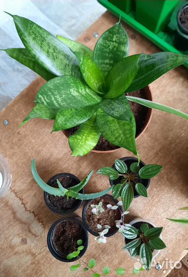 Алоэ, мюленбекия, пеперомия,сансевиерия, каллизия