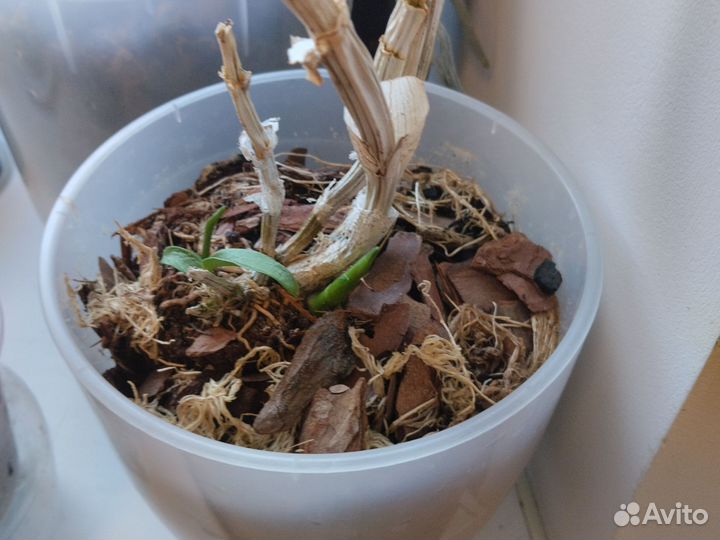 Орхидея Den Peach