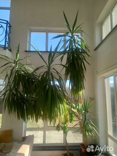 Пальма юкка