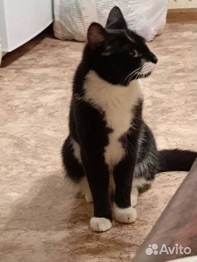 Кошка в дар