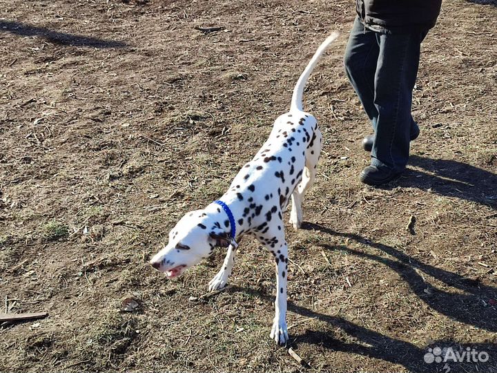 Далматинец