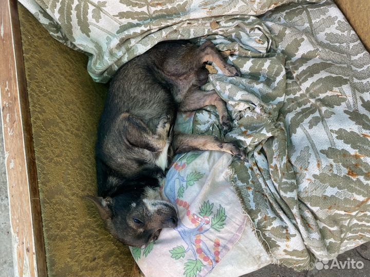 Собака в добрые руки