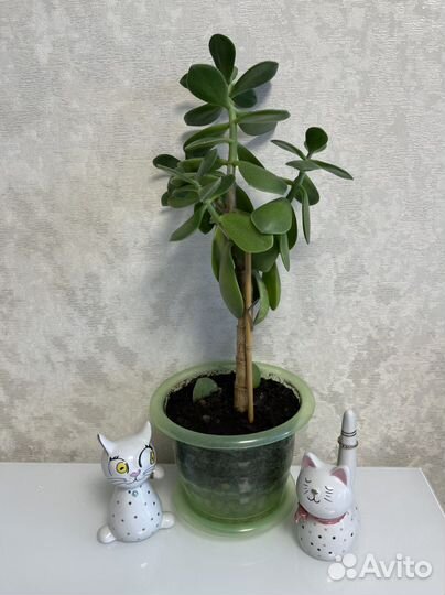 Денежное дерево Толстянка Комнатные цветы