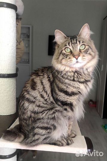 Молодой котик Курильский бобтейл