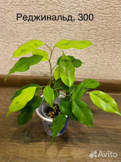 Фикус бенджамина