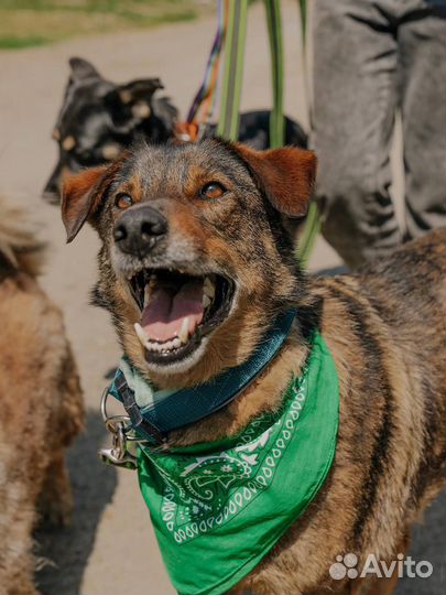 Собака Том в добрые руки