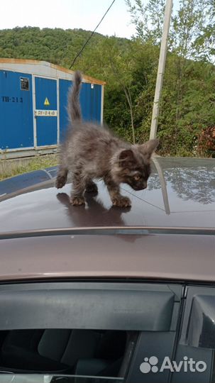 Котенок дворовый в добрые руки