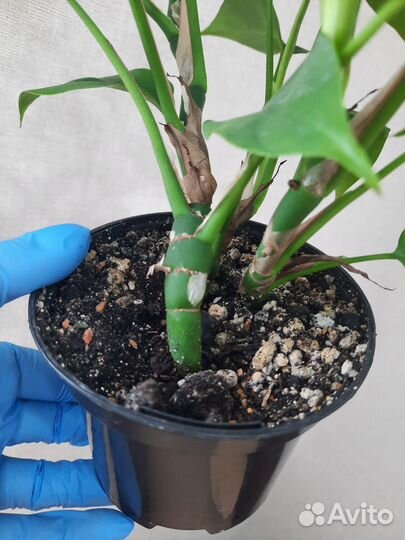 Монстера рафидофора