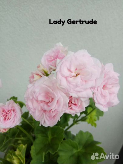 Пеларгония сортовая много сортов виналичии