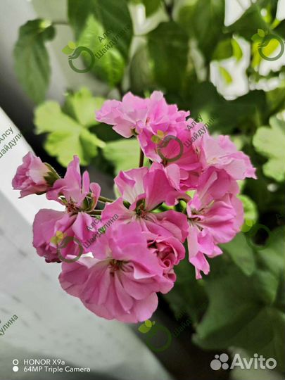 Пеларгония герань срез, укорененные