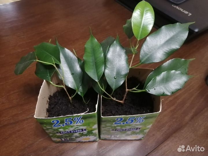 Фикус бенджамина