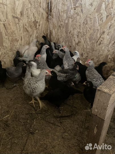 Петухи Барковская Барвиская, Ухейилюй и др