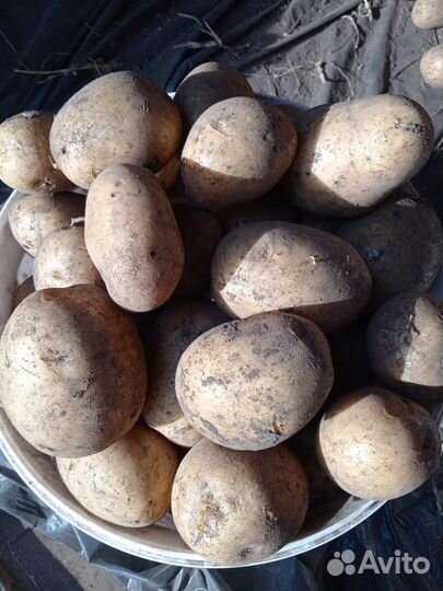 Продам картофель