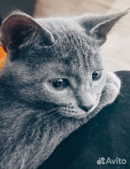 Котенок мальчик