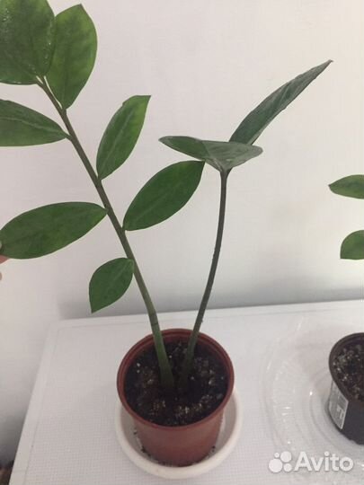 Замиокулькас