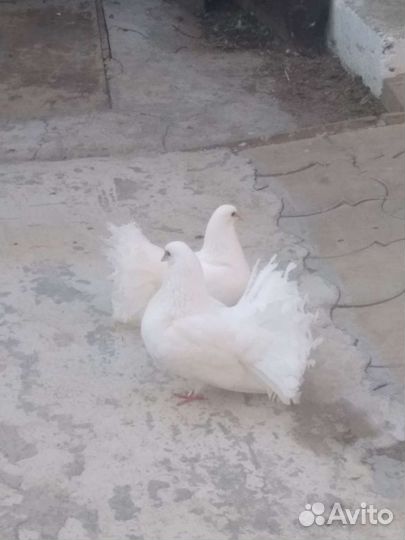 Продам голубей