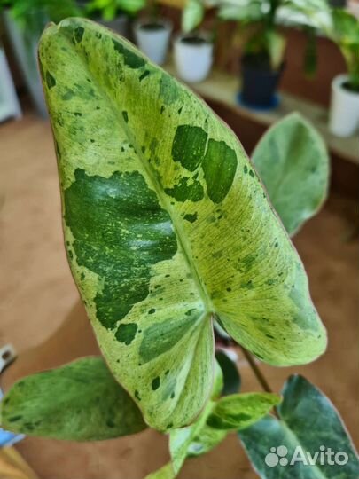 Филодендрон параисо верде