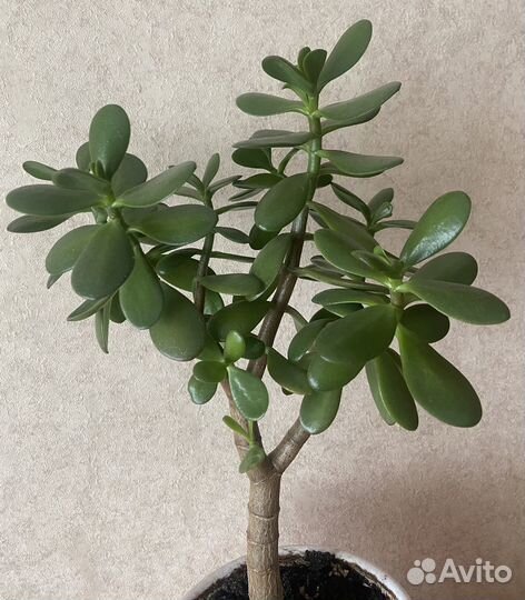 Толстянка(крассула) Денежное дерево