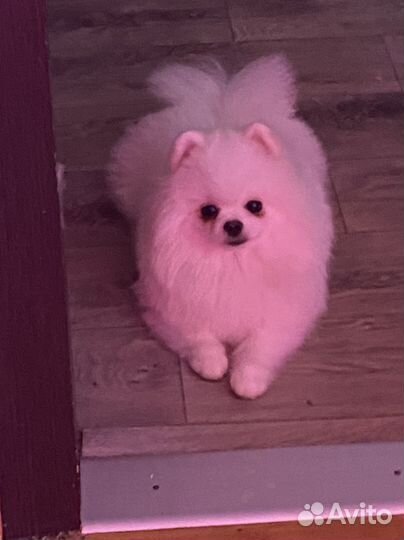 Померанский шпиц вязка