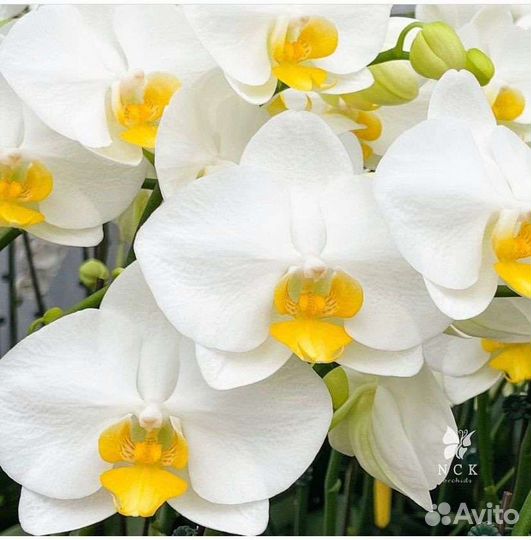 Фаленопсис сортовой