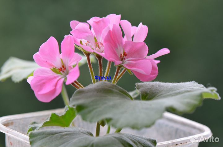 Пеларгония зональная цветущая
