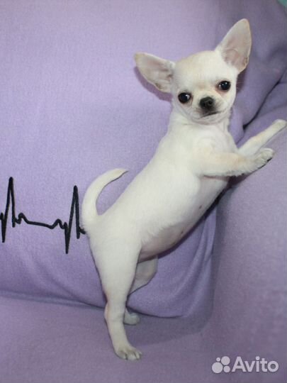 Мини девочка чихуахуа