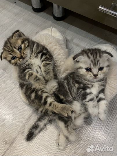 Шотландские котята