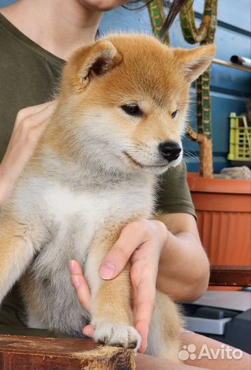 Щенки сиба ину