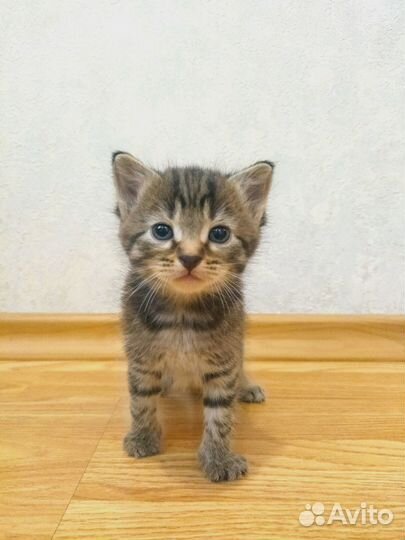 Милые котята