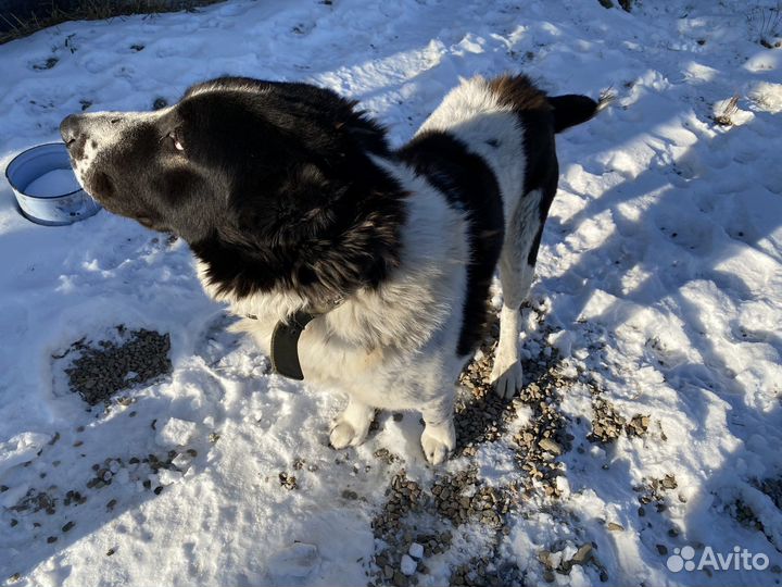 Вязка алабай. Кабель