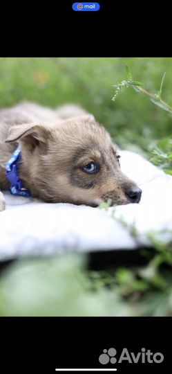 Щенок в добрые руки бесплатно