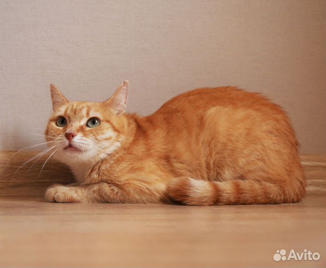 Рыжая кошка солнышко ждёт своего человека