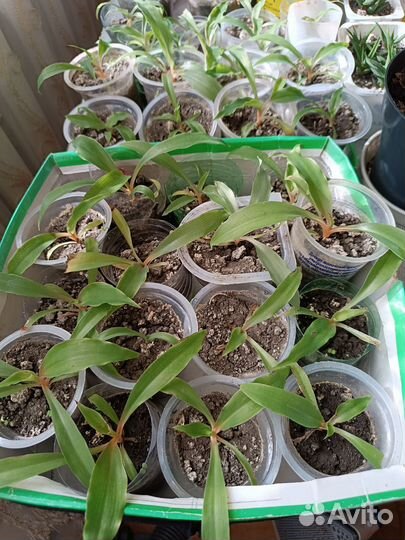 Комнатные цветы