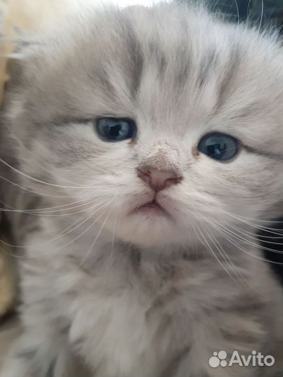 Кошки