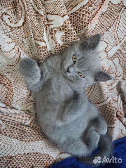 Британская кошка бесплатно