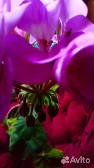 Пеларгония Герань Лиловая (взрослый маточник)