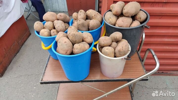 Картофель