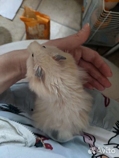 Вязка хомяк