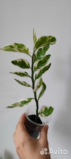 Педилантус