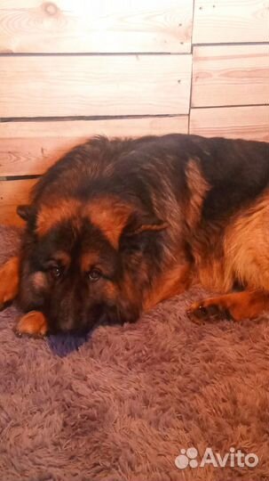 Комбинезон для собаки