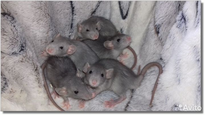 Крысята Дамбо голубые крысы норковые питомник