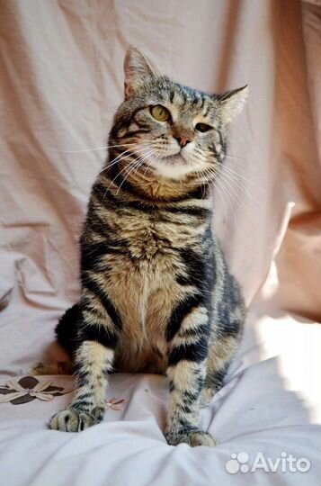 Кошка-инвалид ищет дом