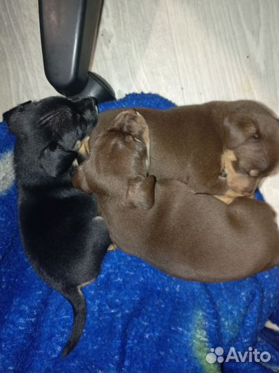 Щенки той терьер