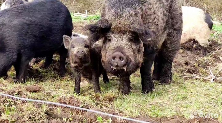 Поросята