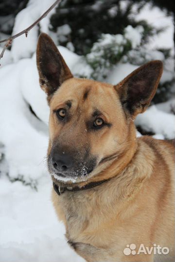 Робин - душа компании в добрые руки
