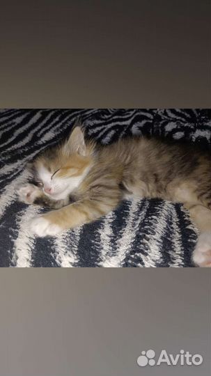 Кошка в добрые руки