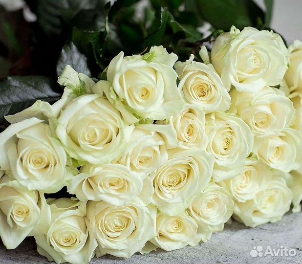 Высокие розы Гигантские розы Доставка цветов