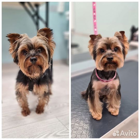 Груминг собак и кошек